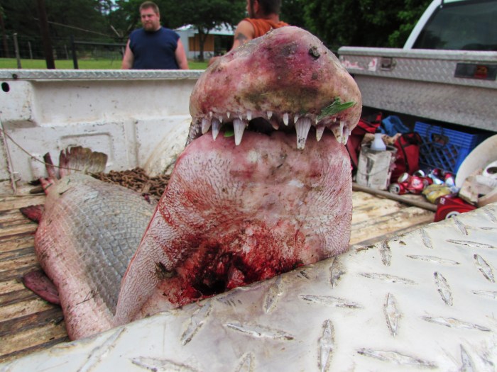 Meanwhile, I admire those teeth!