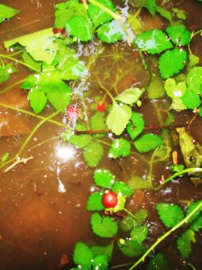 Wild Strawberries Under Water!