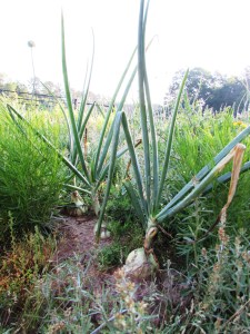 You tricky little devil you!