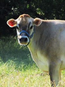 One of the cows whose milk my family consumes and loves.  I think she is 'udderly' wonderful, hee hee hee.