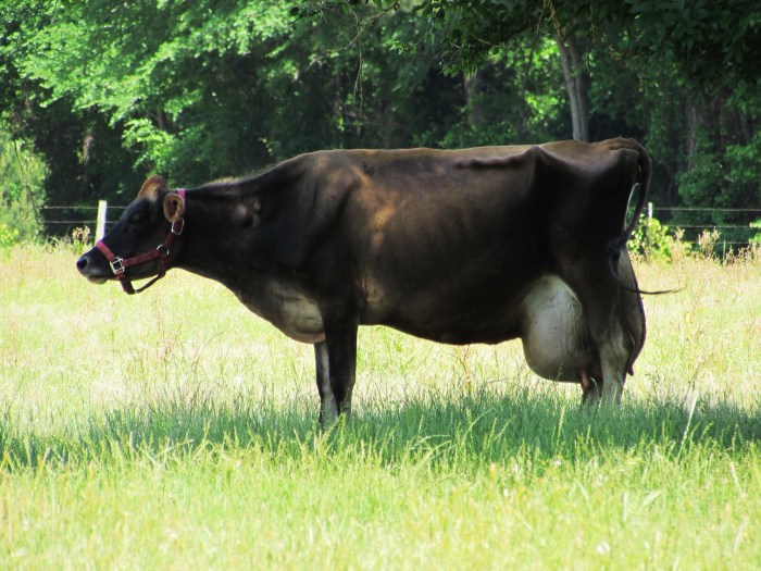 Now that's one fine udder.  I'm just glad it's on her, not me.