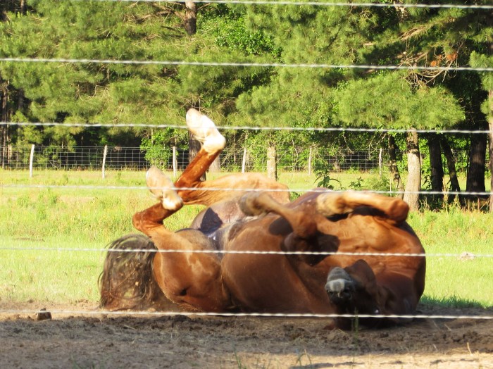 They say you can tell how much a horse is worth by how many times he rolls over, each roll is worth a hundred.