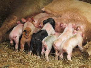 That's a lot of pig.