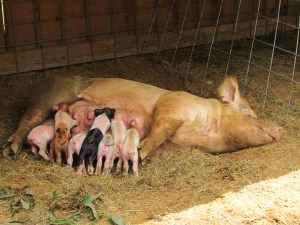 The babies are cute, the mama...not so much.