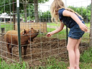 Addie feeding the older red wattle pig.  It was all fun and games until he bit her finger.