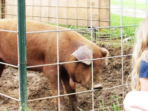 Bad Wattle Pig!