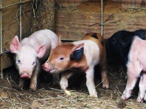 "Come back here sis!"