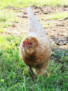 Ameraucana come in several colors, I just happened to end up with both gold hens, I think they are brilliant!