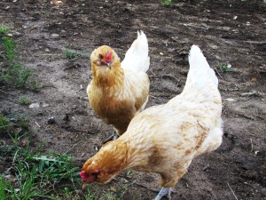 Hunting for tasty morsels.