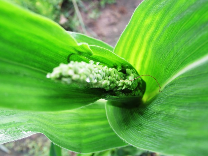 Here there Sweet Rhythm...