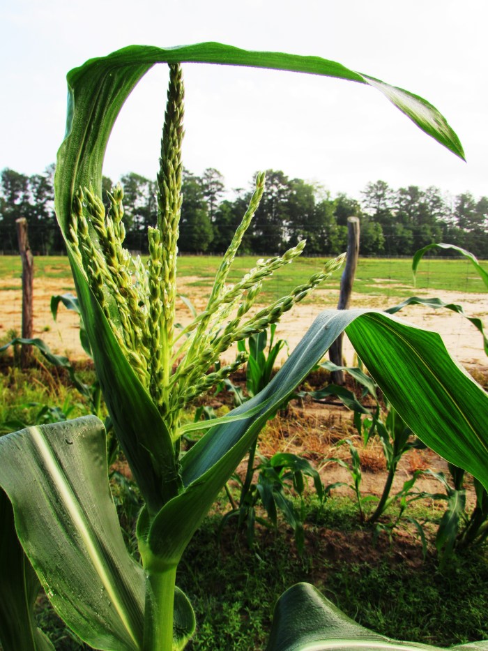 This makes me think about fairy houses....If I was a fairy I'd like to live here.