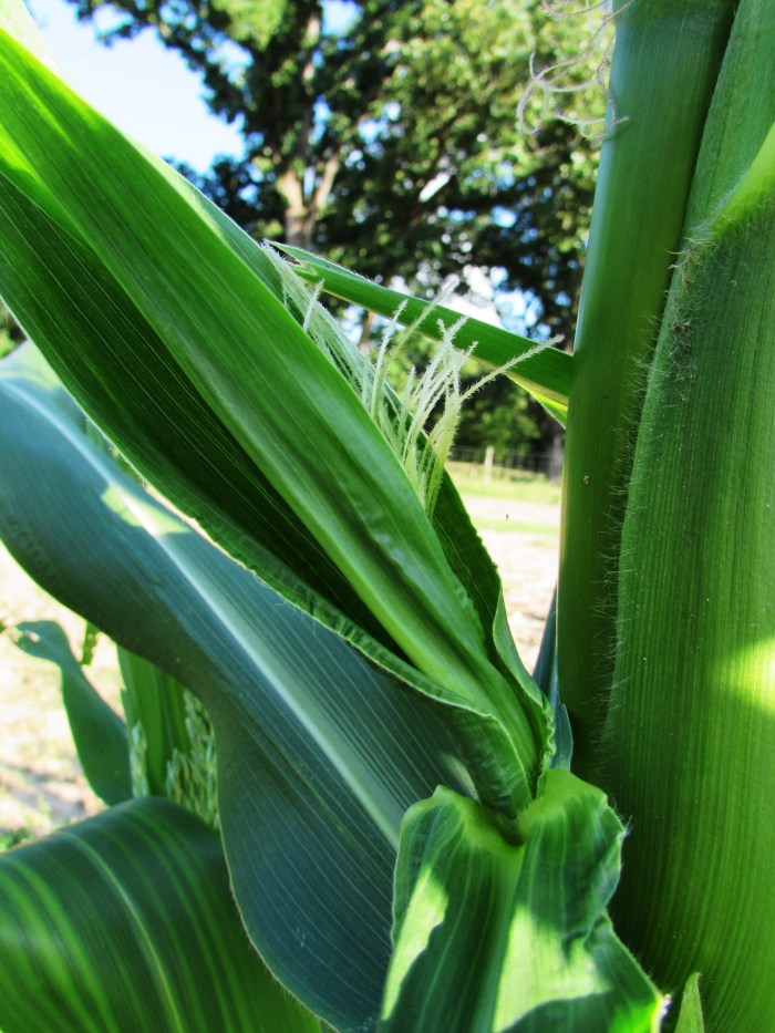 Some silk sneaking out...I see you!