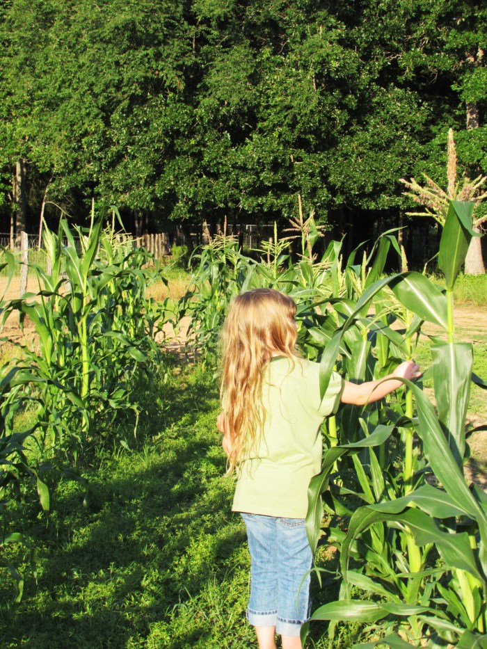 Addie, trying to see if it is ready to pick. She loves food.