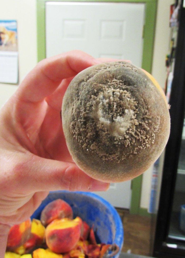 Is, in fact, sporting a horrid yet fascinating growth and rot on the other side.