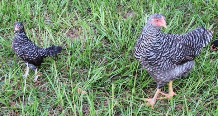 She is like a mini Barred Rock.