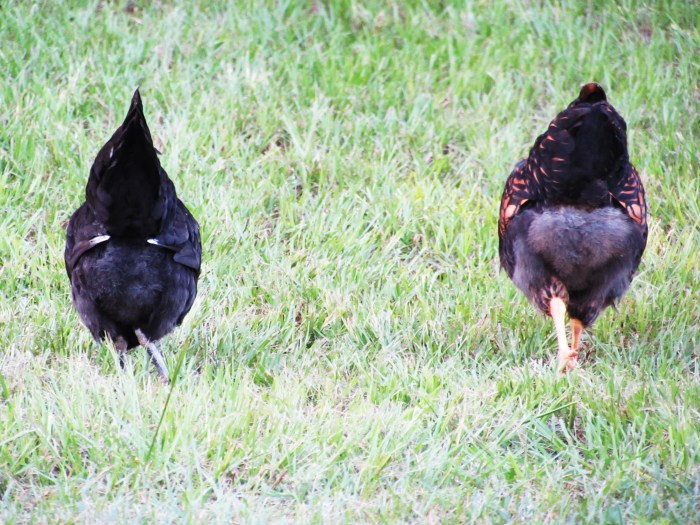 Scratch on ladies and work that fluff!