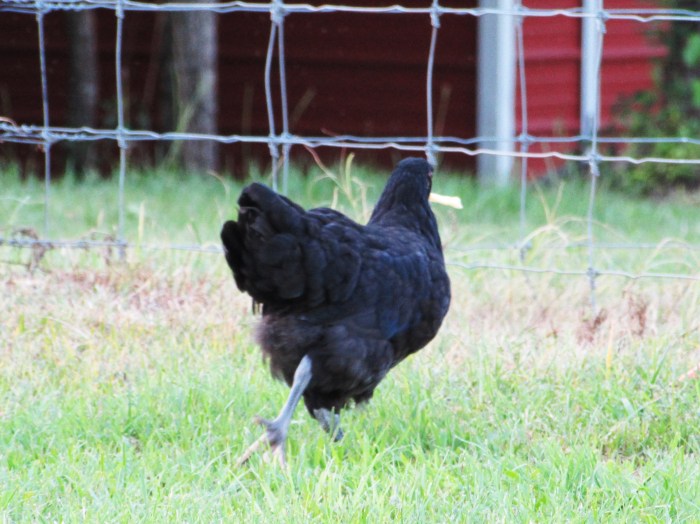 "Not a chance, find your own fry!"