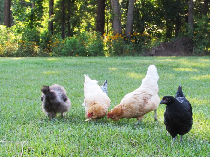 Randy's wives enjoying a fry.