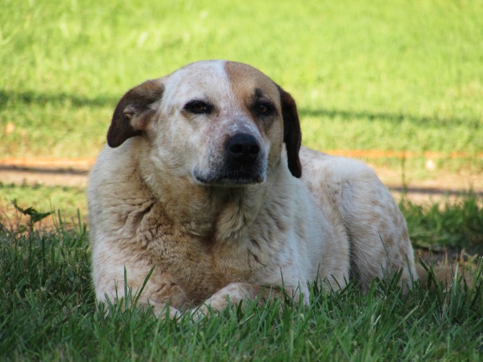 Nosey remained unimpressed with the happenings.