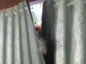 I first noticed the tin pulled back when I went to check the eggs.  Then I saw the feathers.