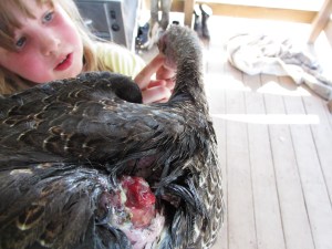 Thankfully his wound was no worse than this.  I'm sure he will recover nicely.