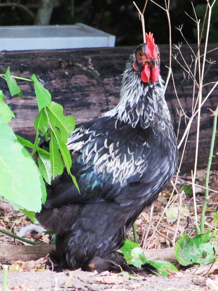 "Mama, stop looking at me"