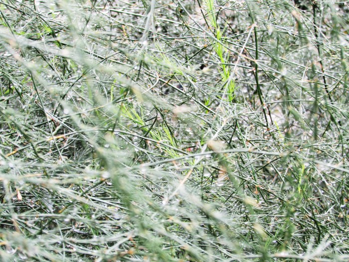 When I look at this bush thru the lens it reminded me of a snowstorm.  Which is kinda a funny thing since it is June in Texas.....