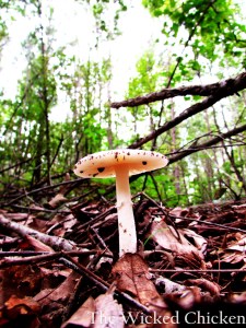 walk mushroom