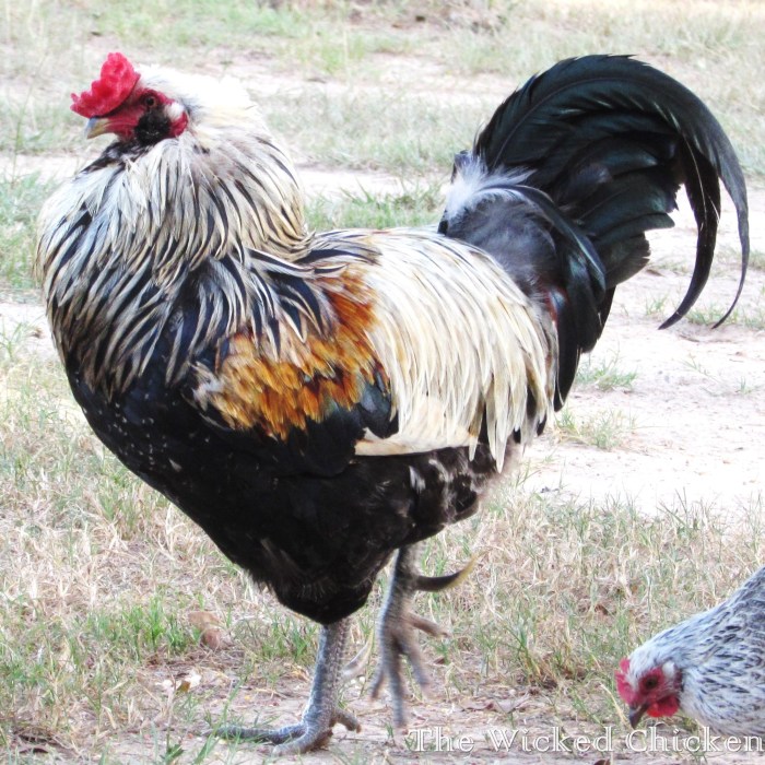 Randy has some impressive spurs.