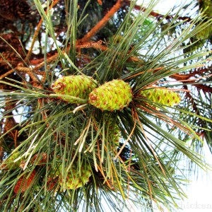 pine cone walk