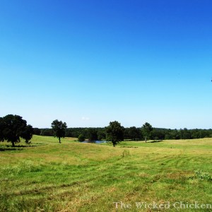 pasture walk