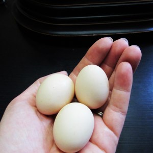 eggs