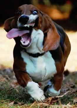 funny_running_dog-s262x368-286398