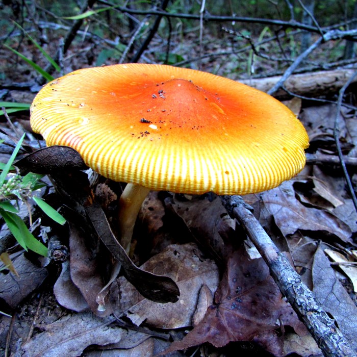 walk mushroom