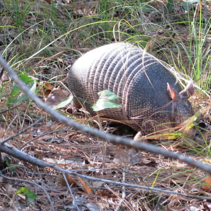 armadillo