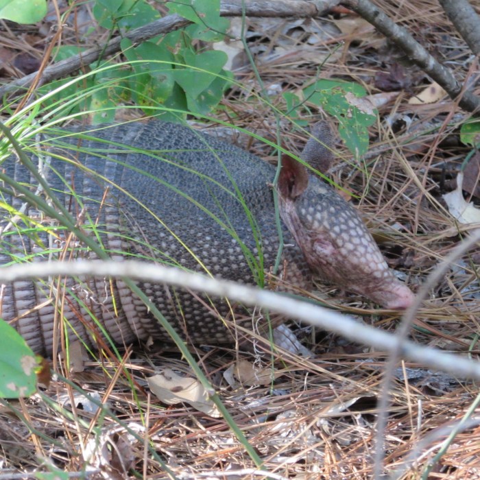 armadillo