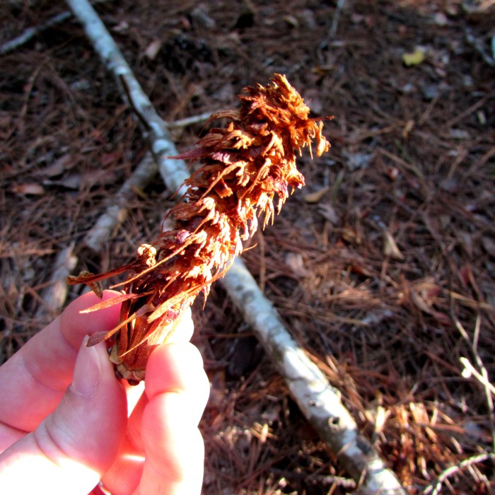 walk pine cone