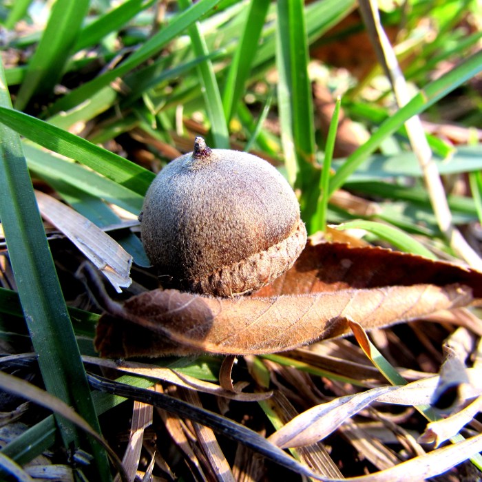 walk acorn