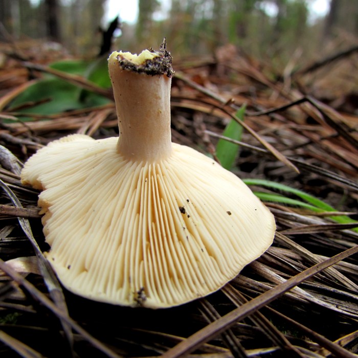 walk mushroom