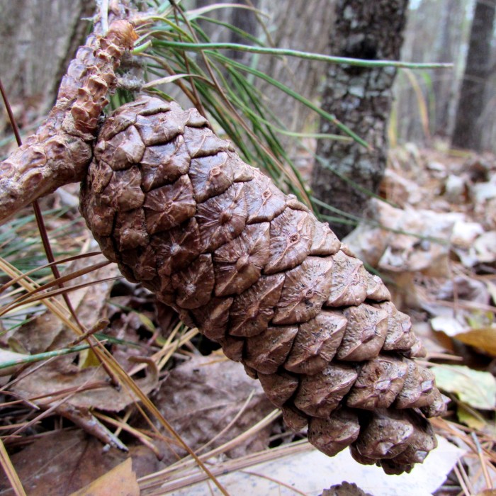 walk pine cone