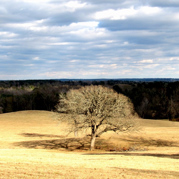 oak tree field