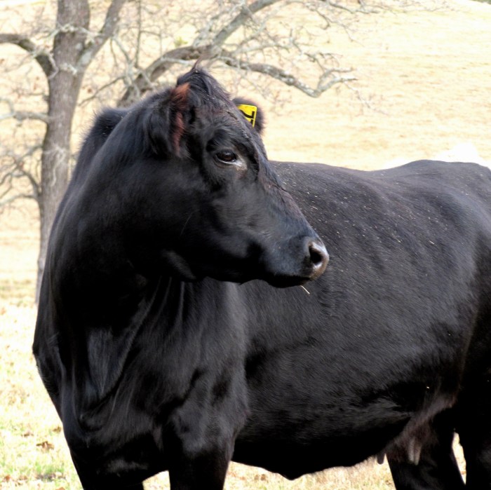 black cow