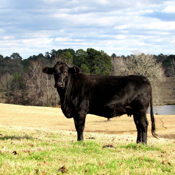 black cow