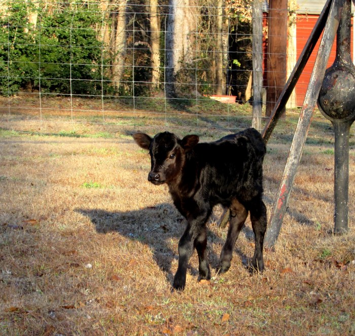 calf