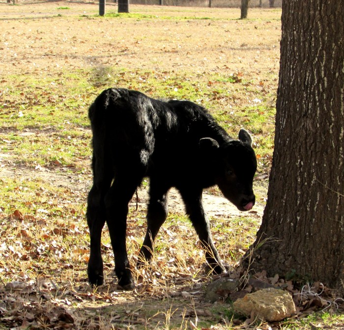 calf
