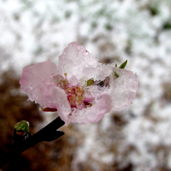 walk flower snow