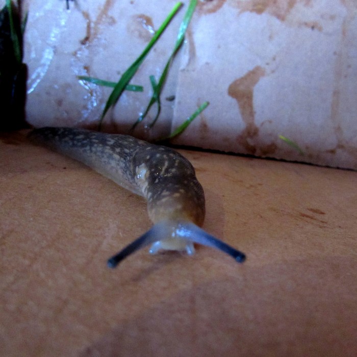 slug
