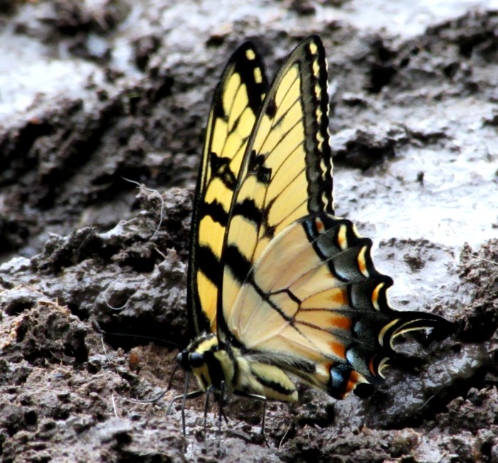 walk butterfly