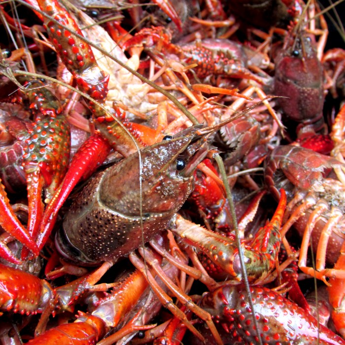 crawfish