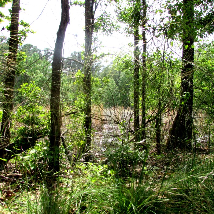 walk swamp